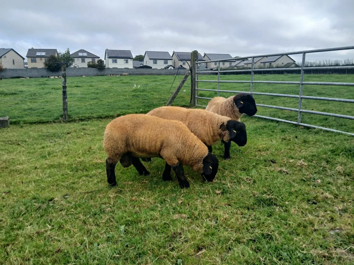 Suffolk ram lambs - Image 1