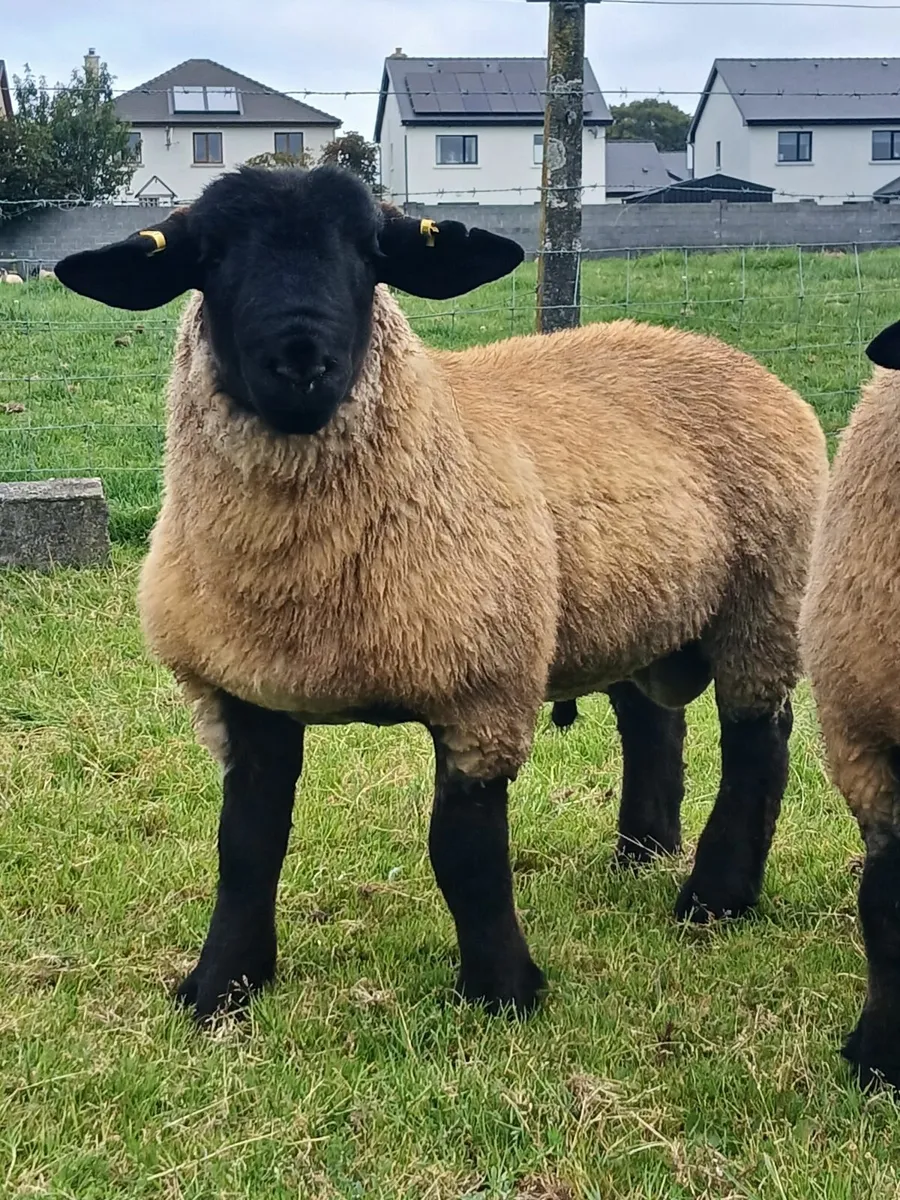 Suffolk ram lambs - Image 2