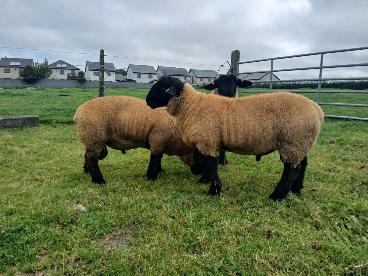 Suffolk ram lambs - Image 3