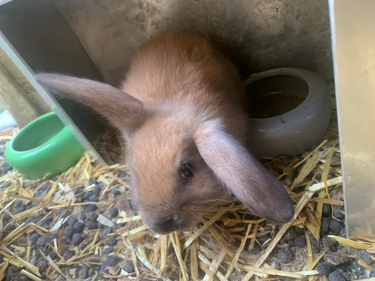 Rabbit and Hutches - Image 3