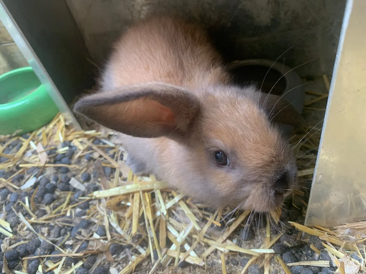 Rabbit and Hutches - Image 4