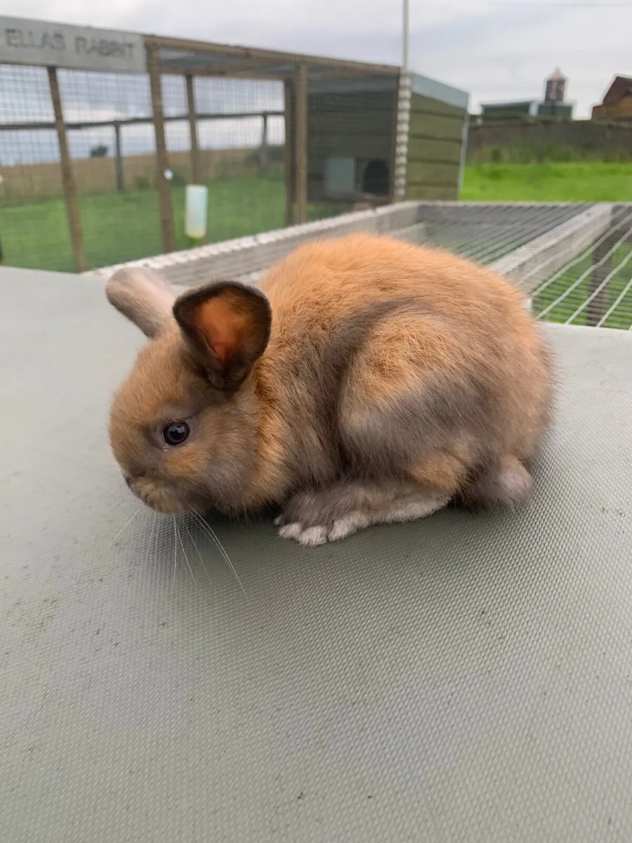 Rabbit and Hutches - Image 2