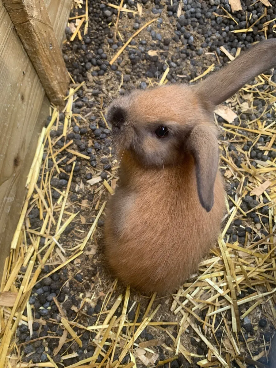 Rabbit and Hutches - Image 1