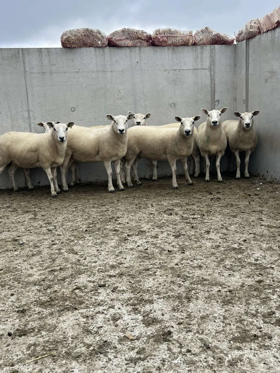 Texel X hoggets - Image 2