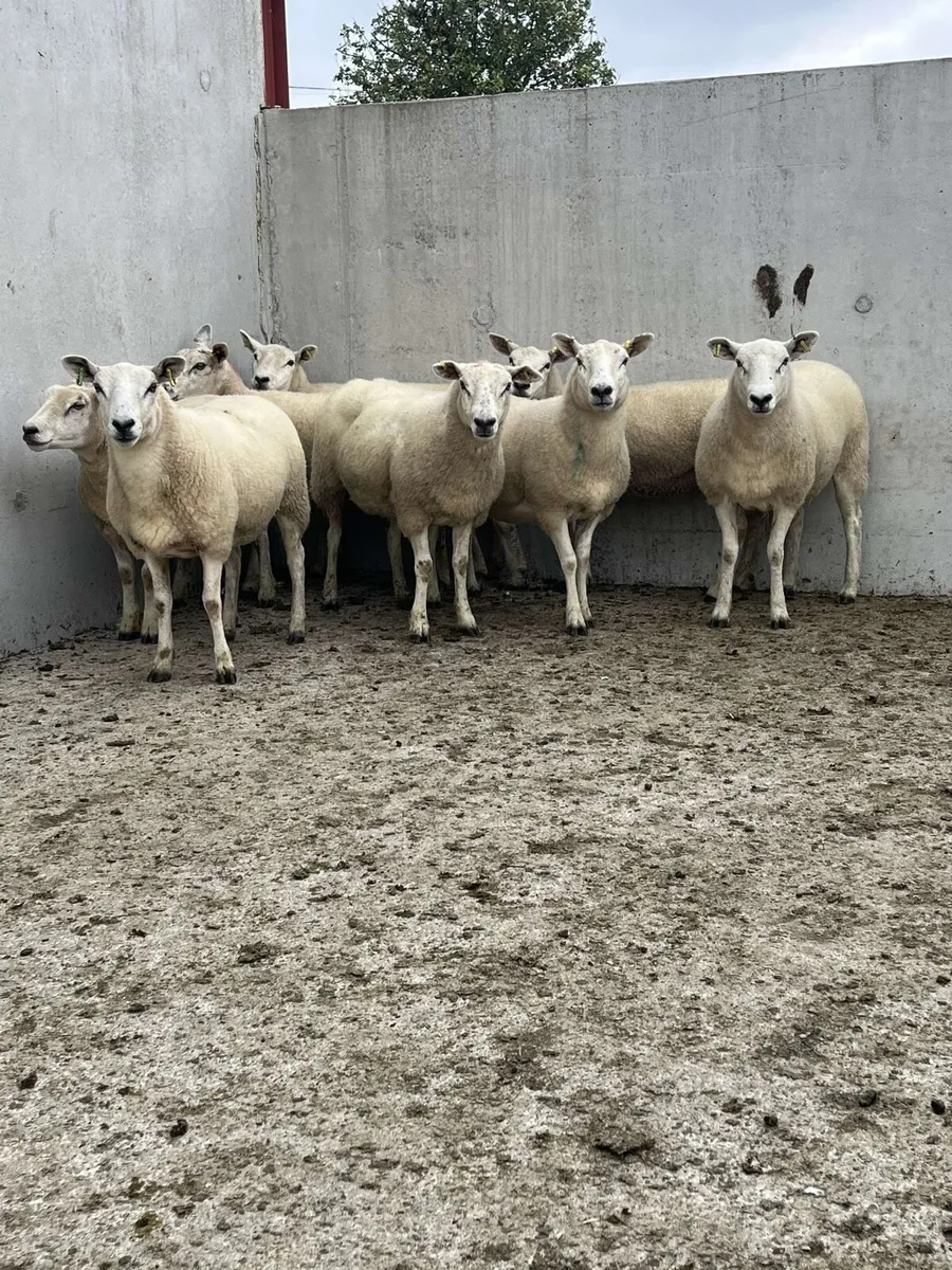 Texel X hoggets - Image 3