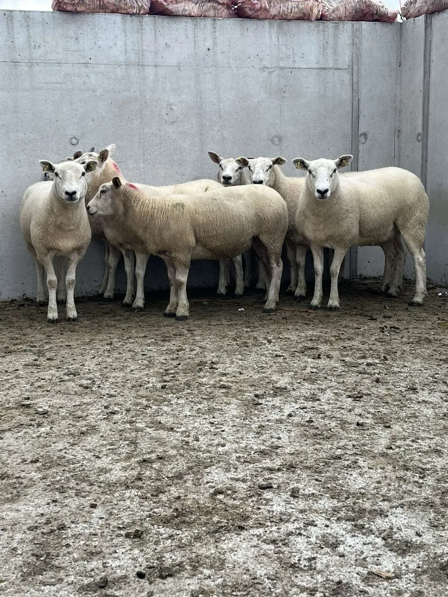 Texel X hoggets - Image 4