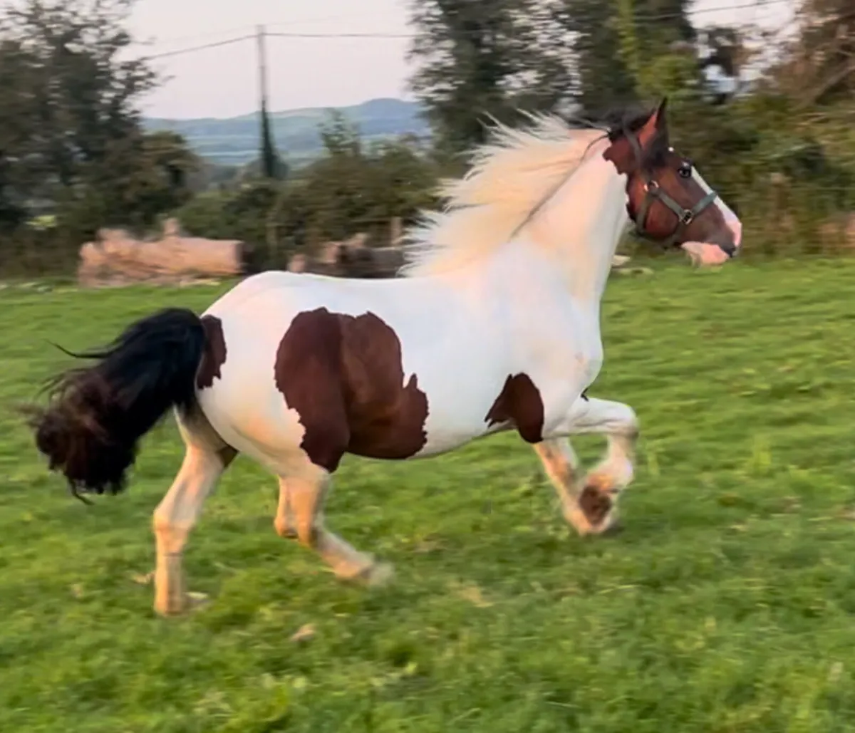 3 year old gelding - Image 1