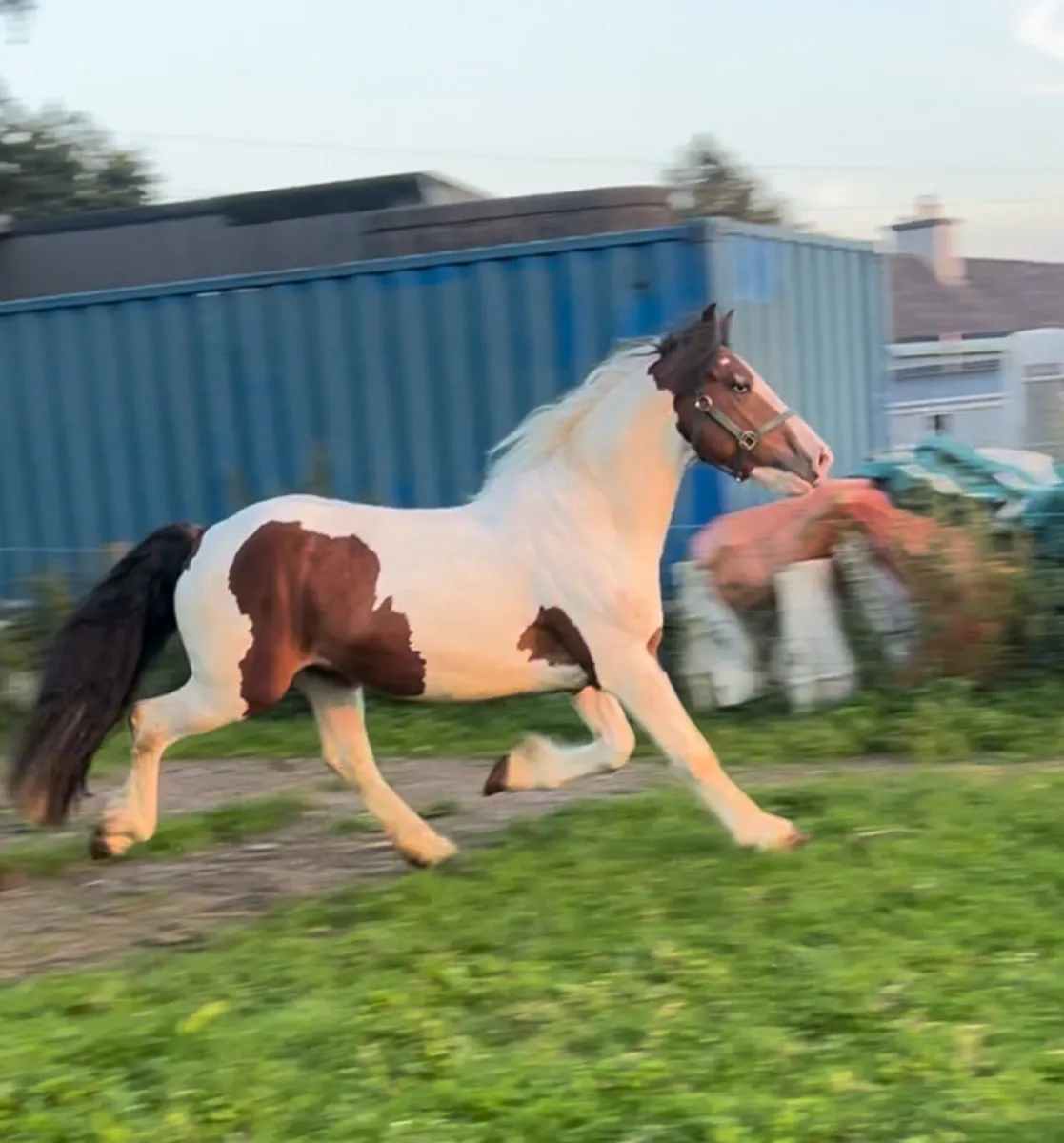 3 year old gelding - Image 2