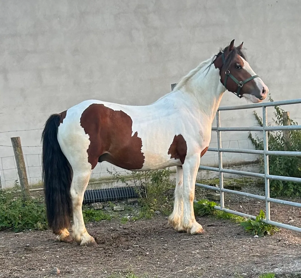3 year old gelding - Image 3