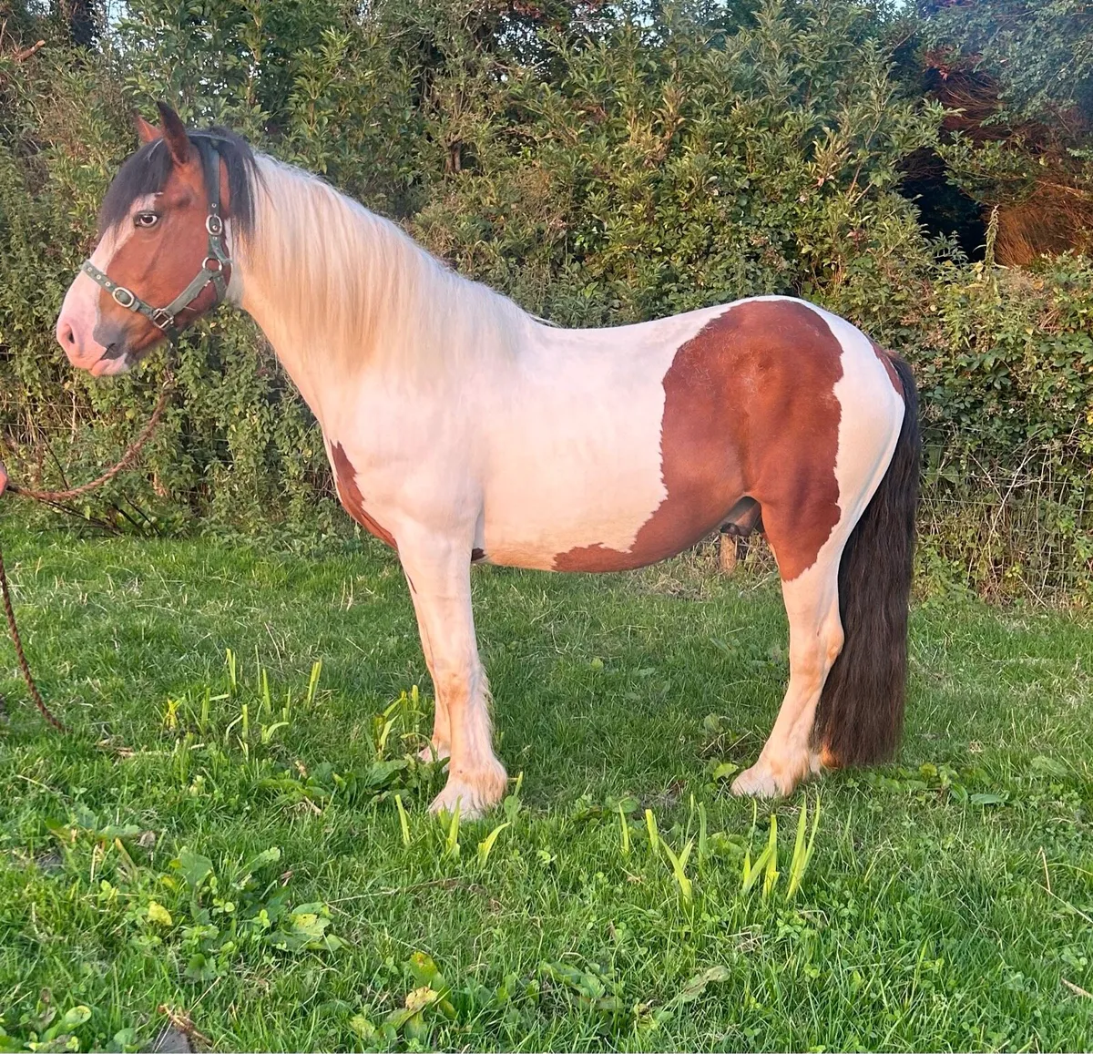 3 year old gelding - Image 4