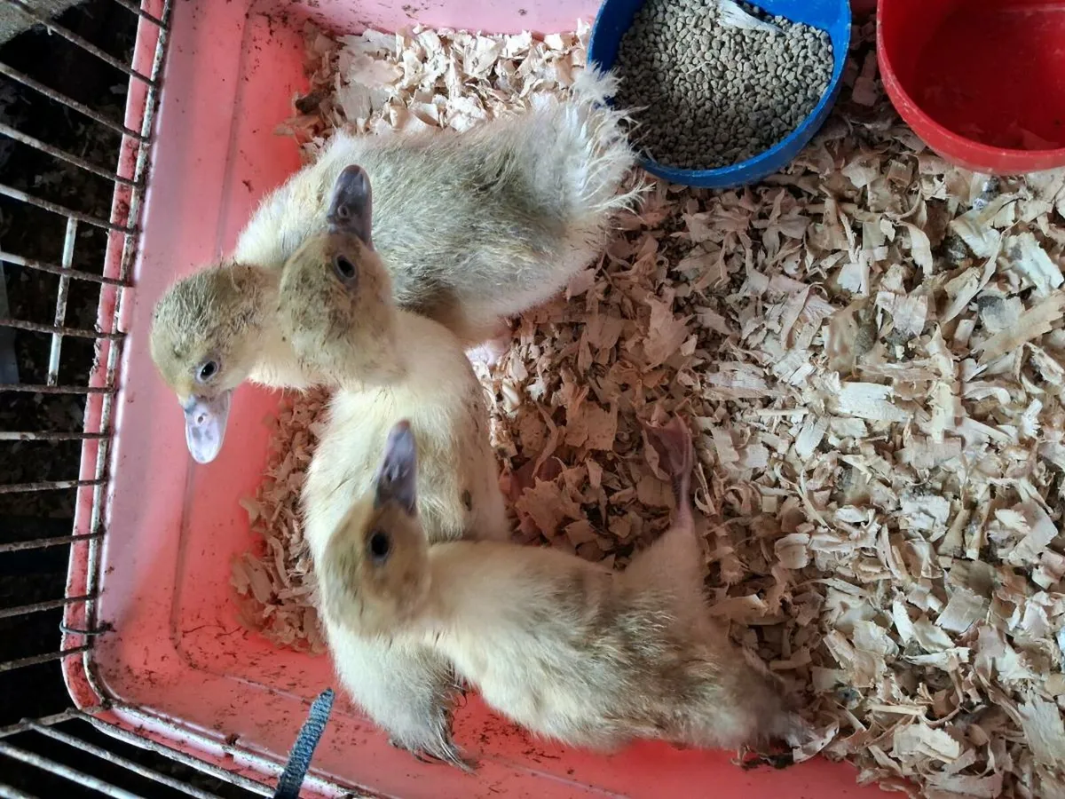 Muscovy Ducklings