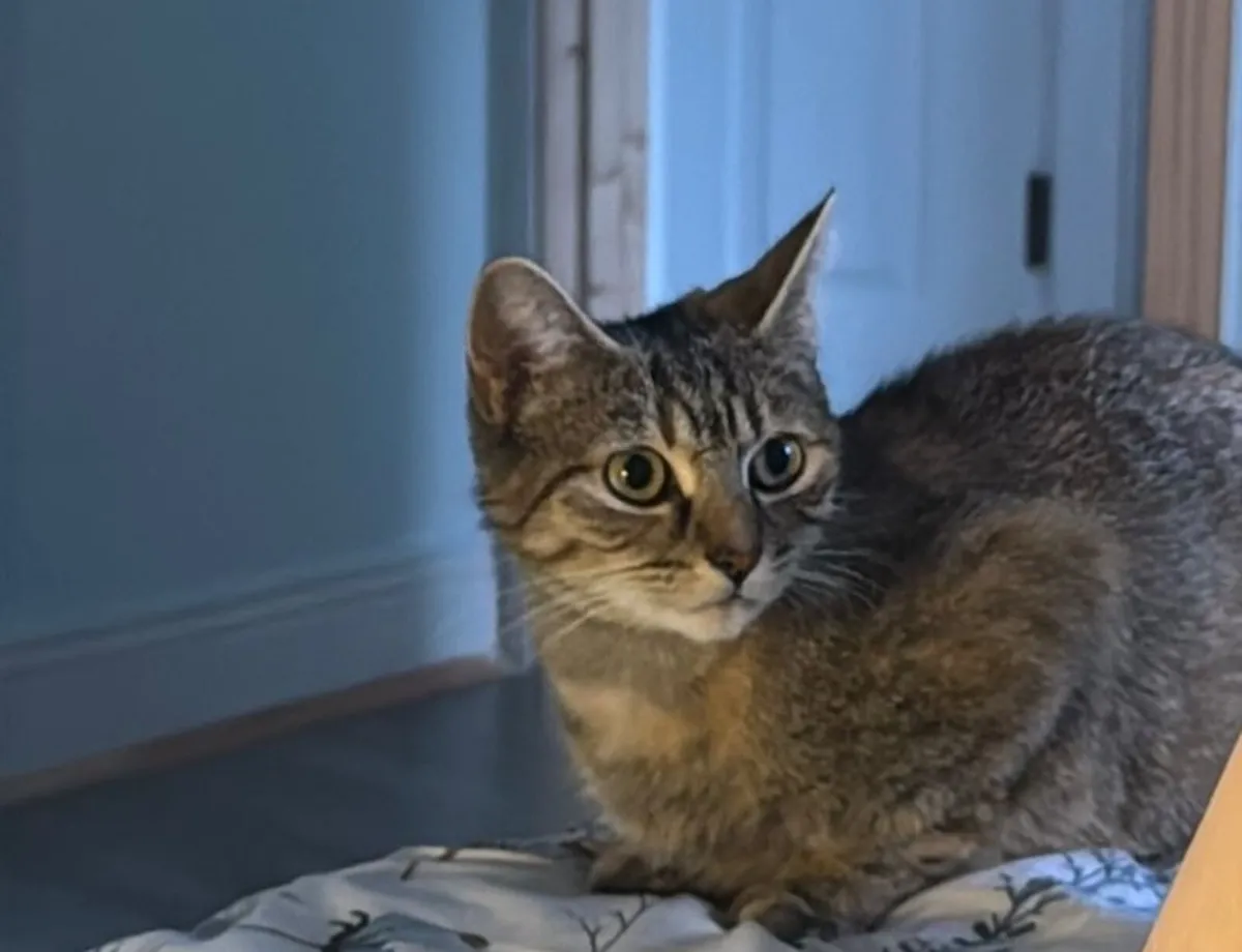 Cat - Image 1