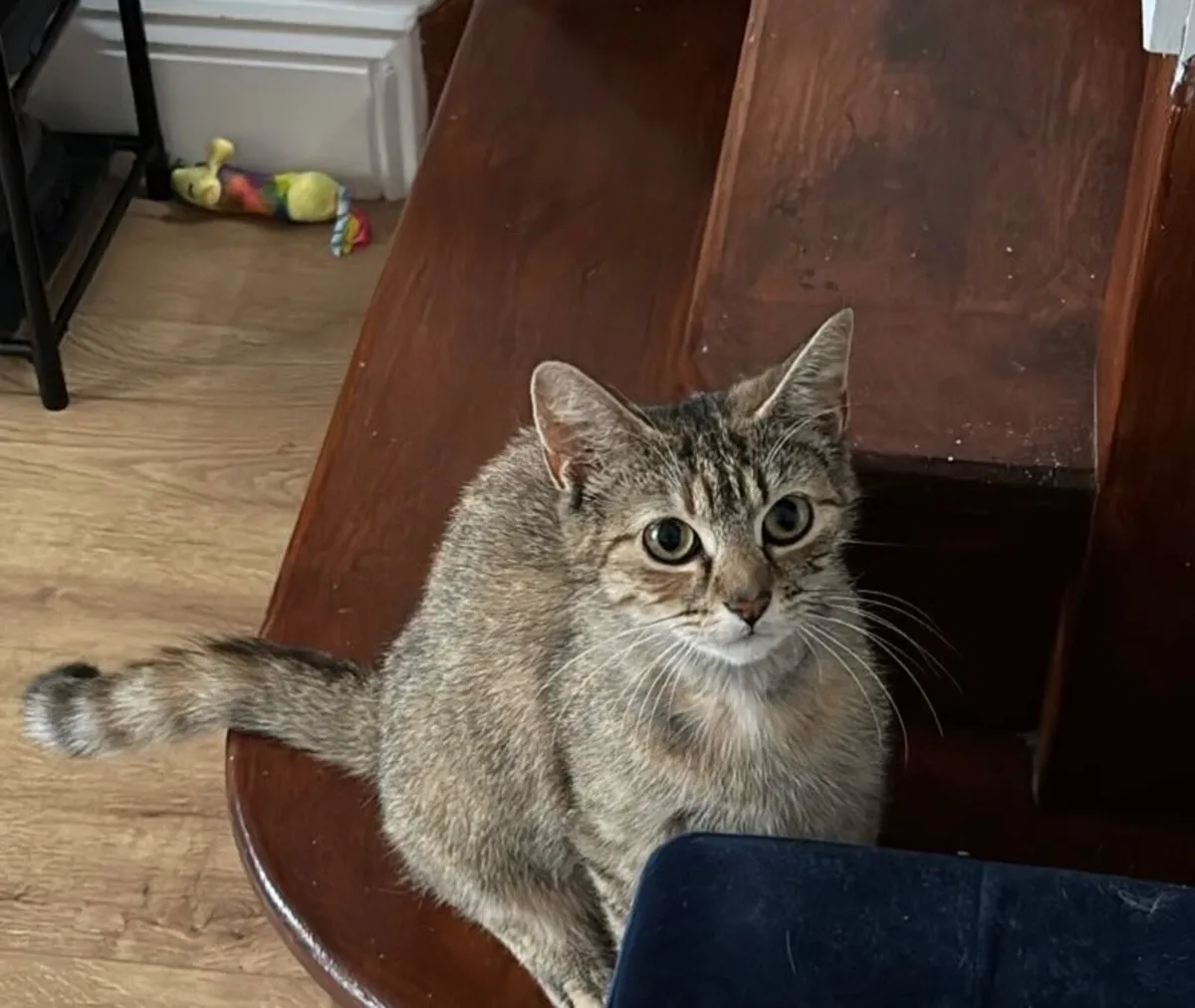 Cat - Image 3