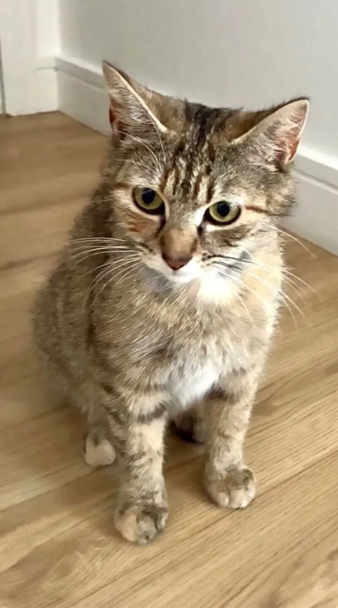 Cat - Image 4