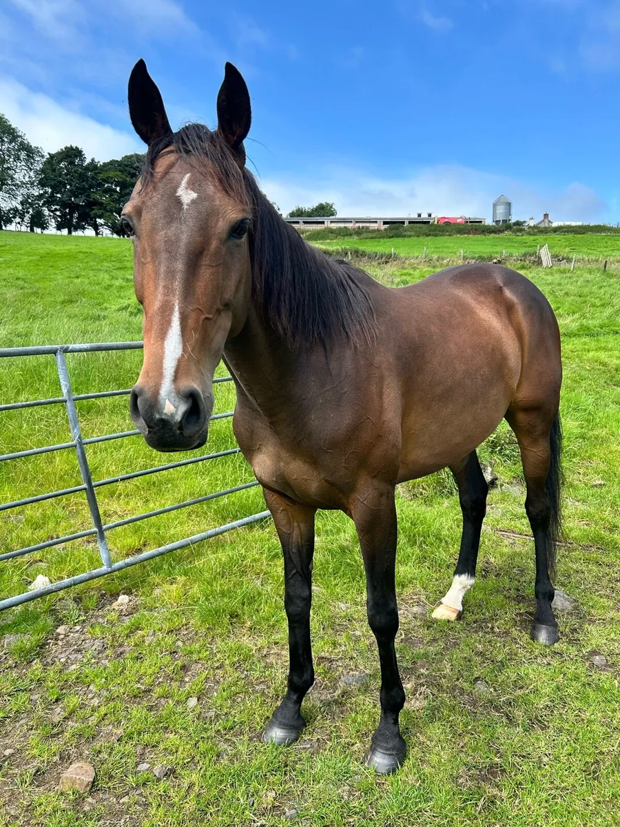 Horse - Image 1