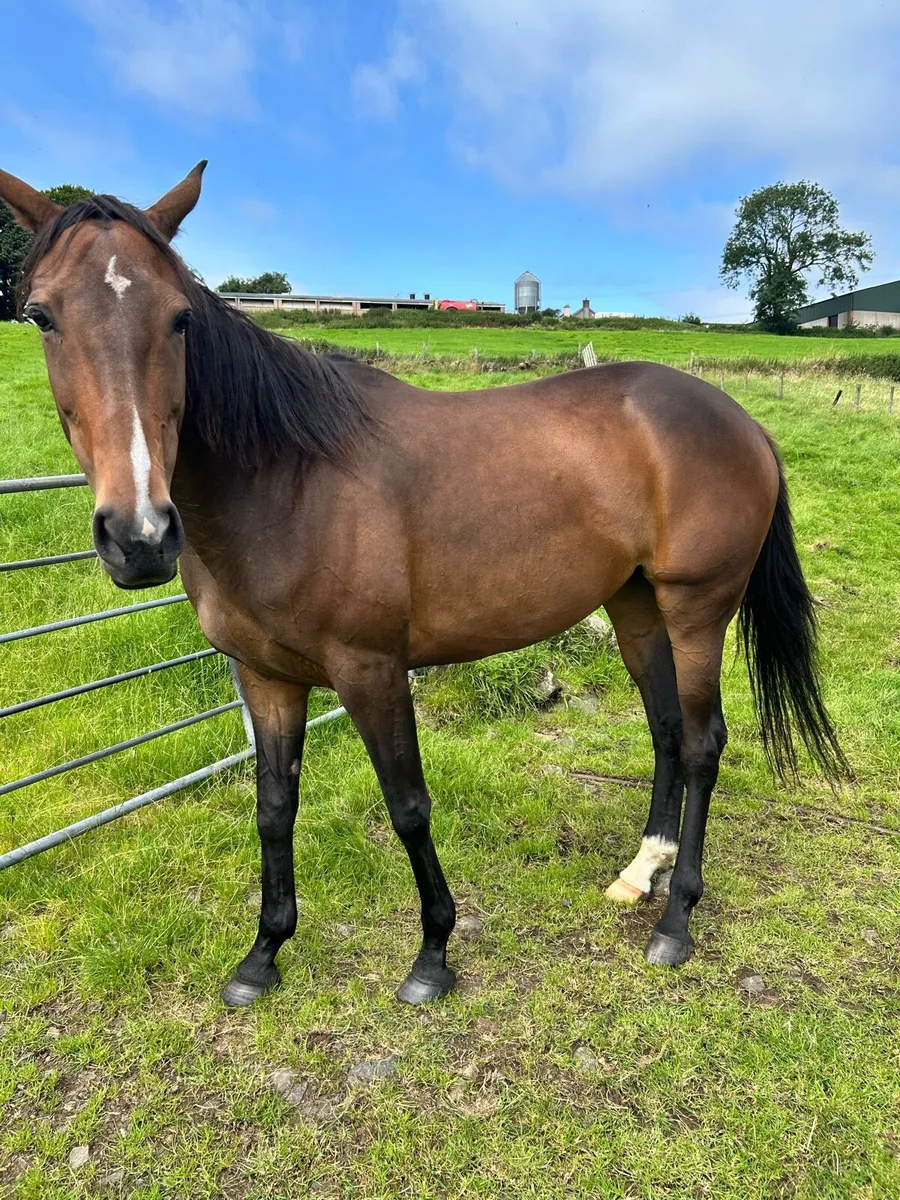 Horse - Image 2