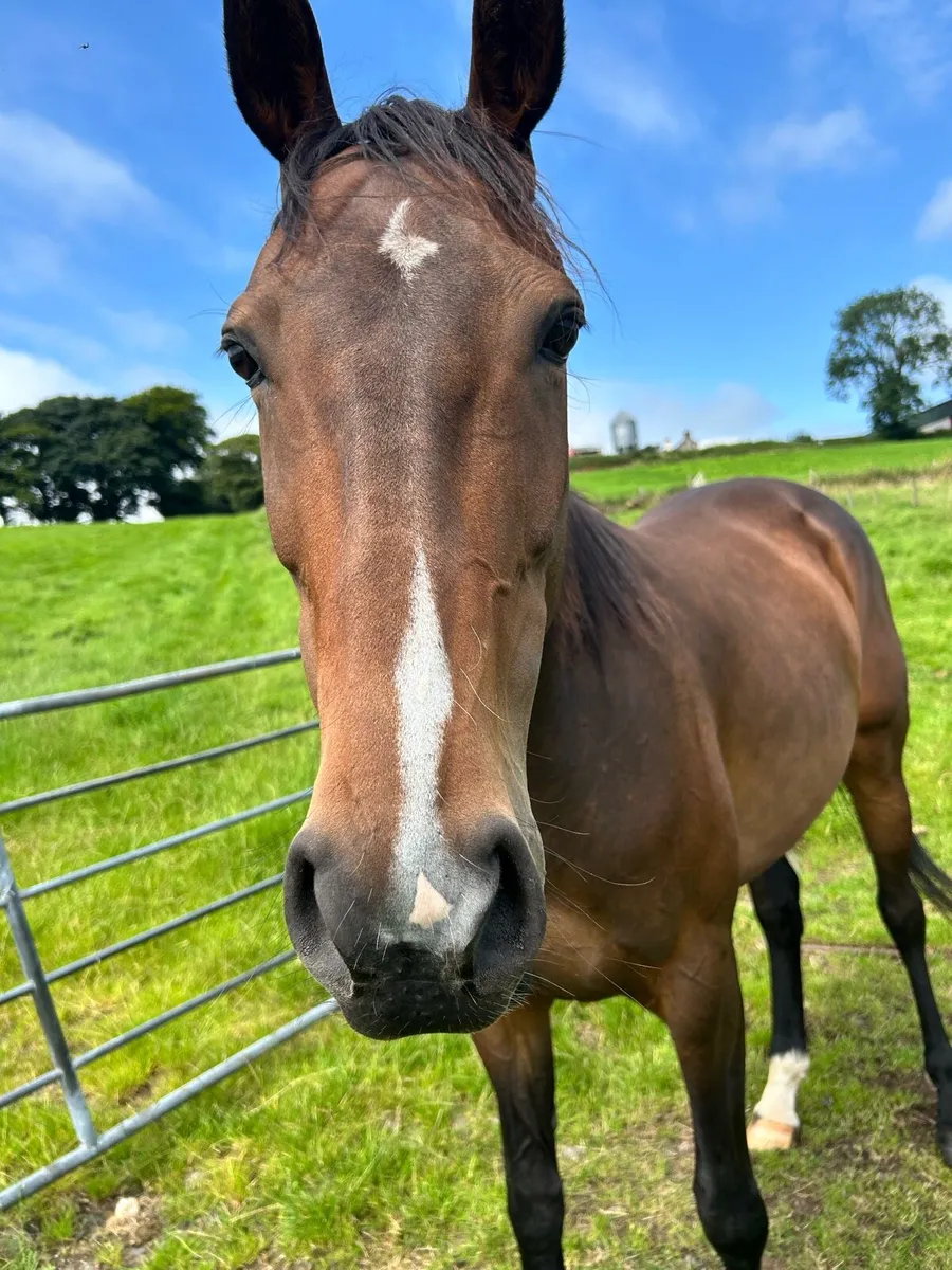 Horse - Image 4