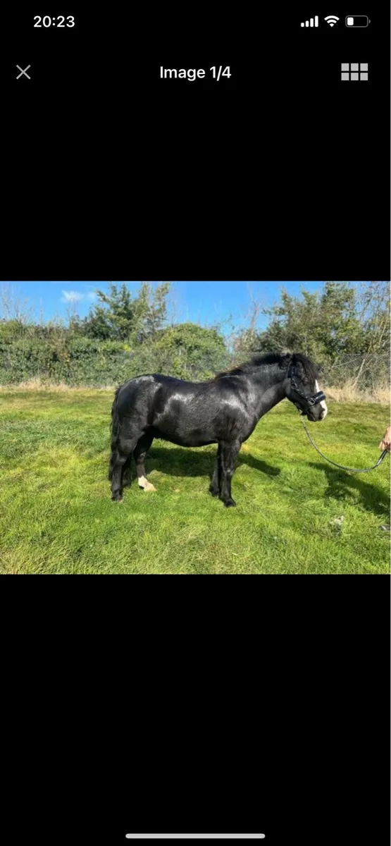 Kids pony - Image 1