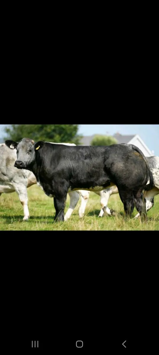 Elphin mart - Image 2
