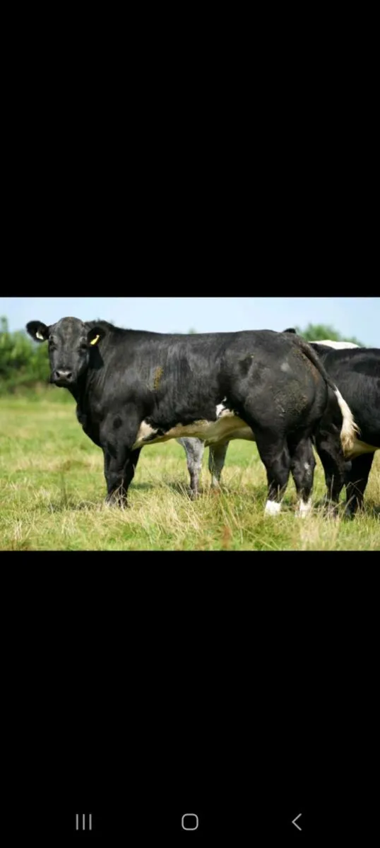 Elphin mart - Image 4