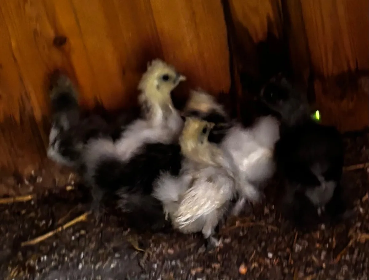 Silkies - Image 3