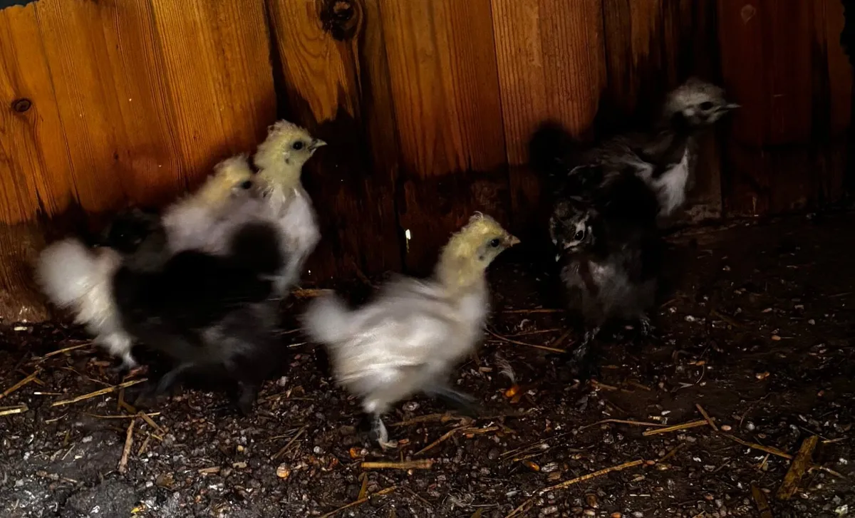 Silkies - Image 4