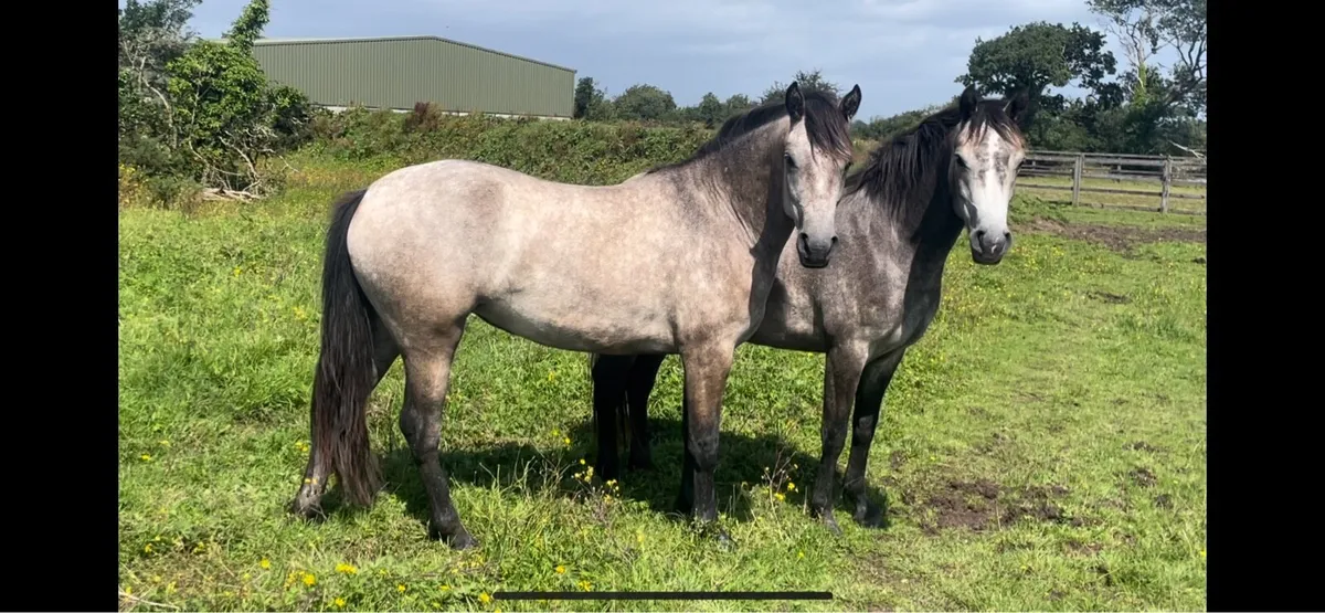 Selection of two year old connemaras. - Image 3
