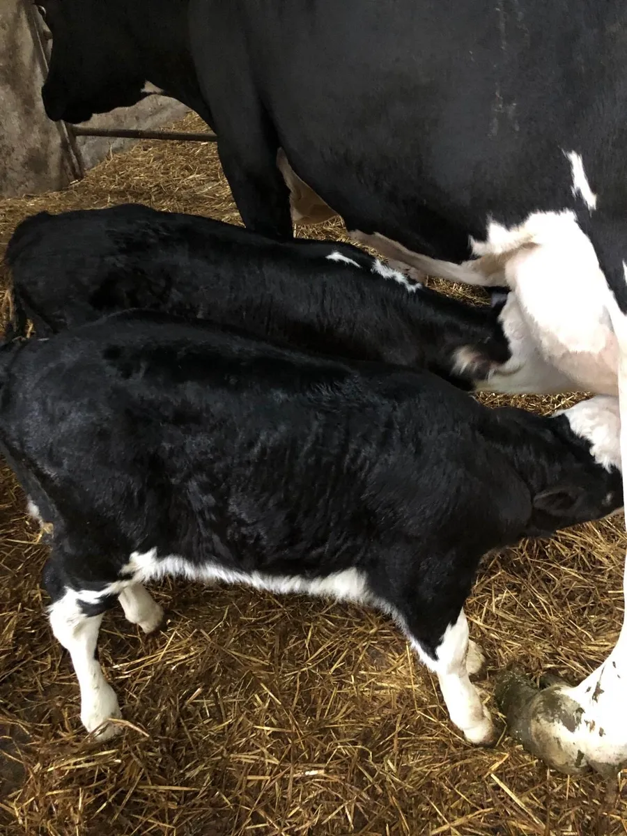 Hereford bull calves - Image 1