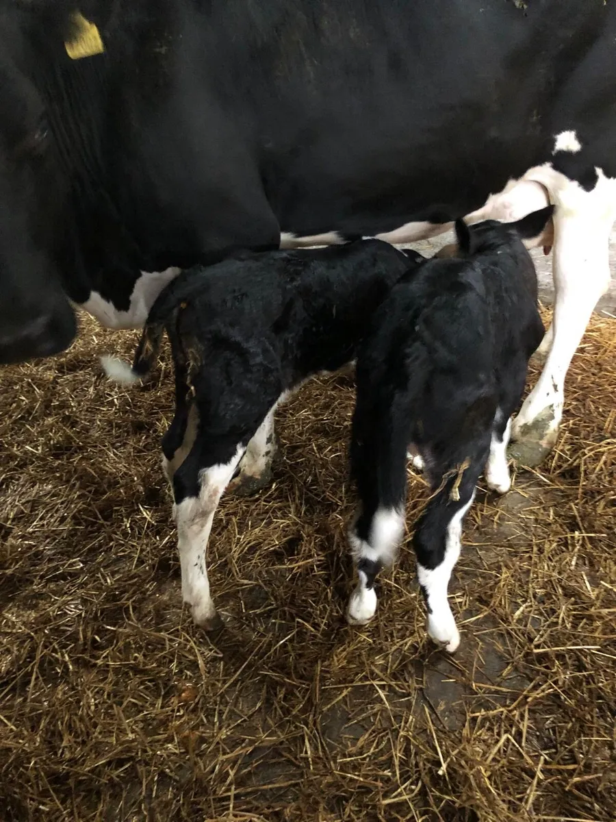 Hereford bull calves - Image 2