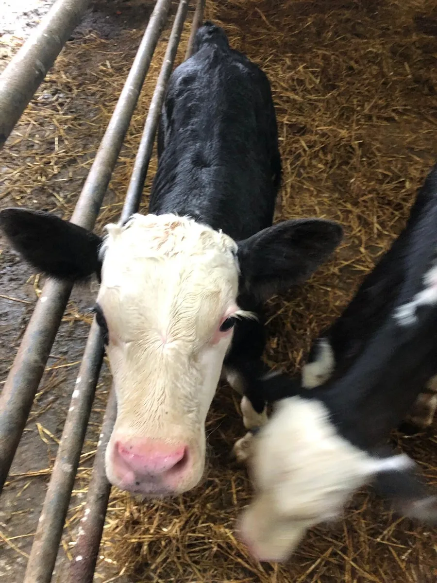 Hereford bull calves - Image 3