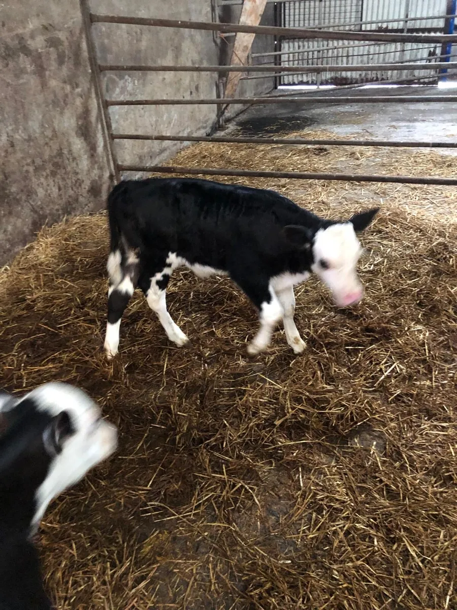 Hereford bull calves - Image 4