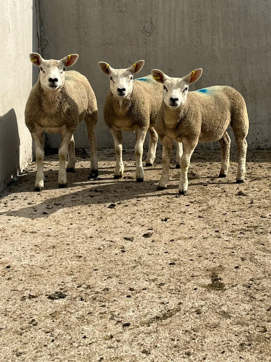 3 Purebred Texel Ewe Lambs