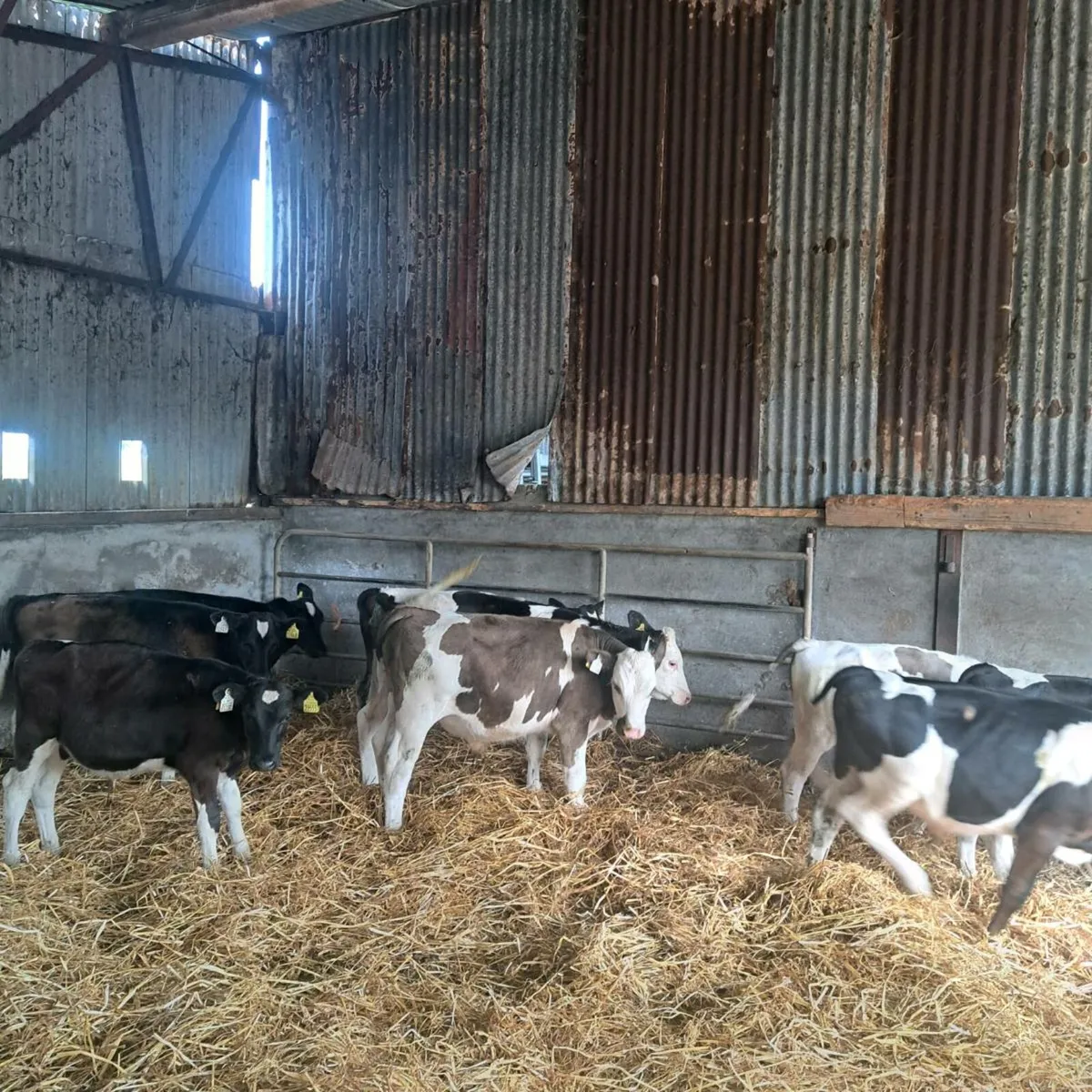 9 bulls - Image 1