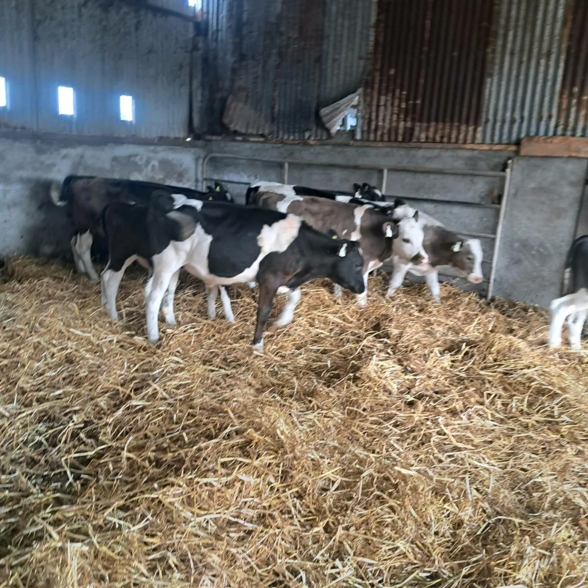 9 bulls - Image 2