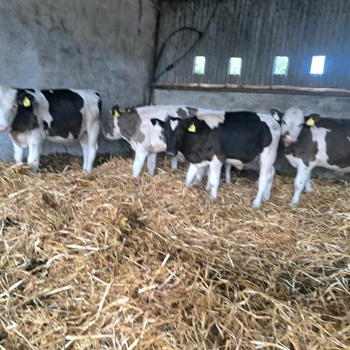 9 bulls - Image 3