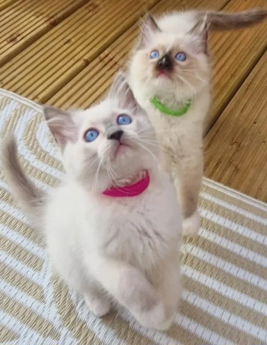 Blue eyes Ragdoll Kittens - Image 1