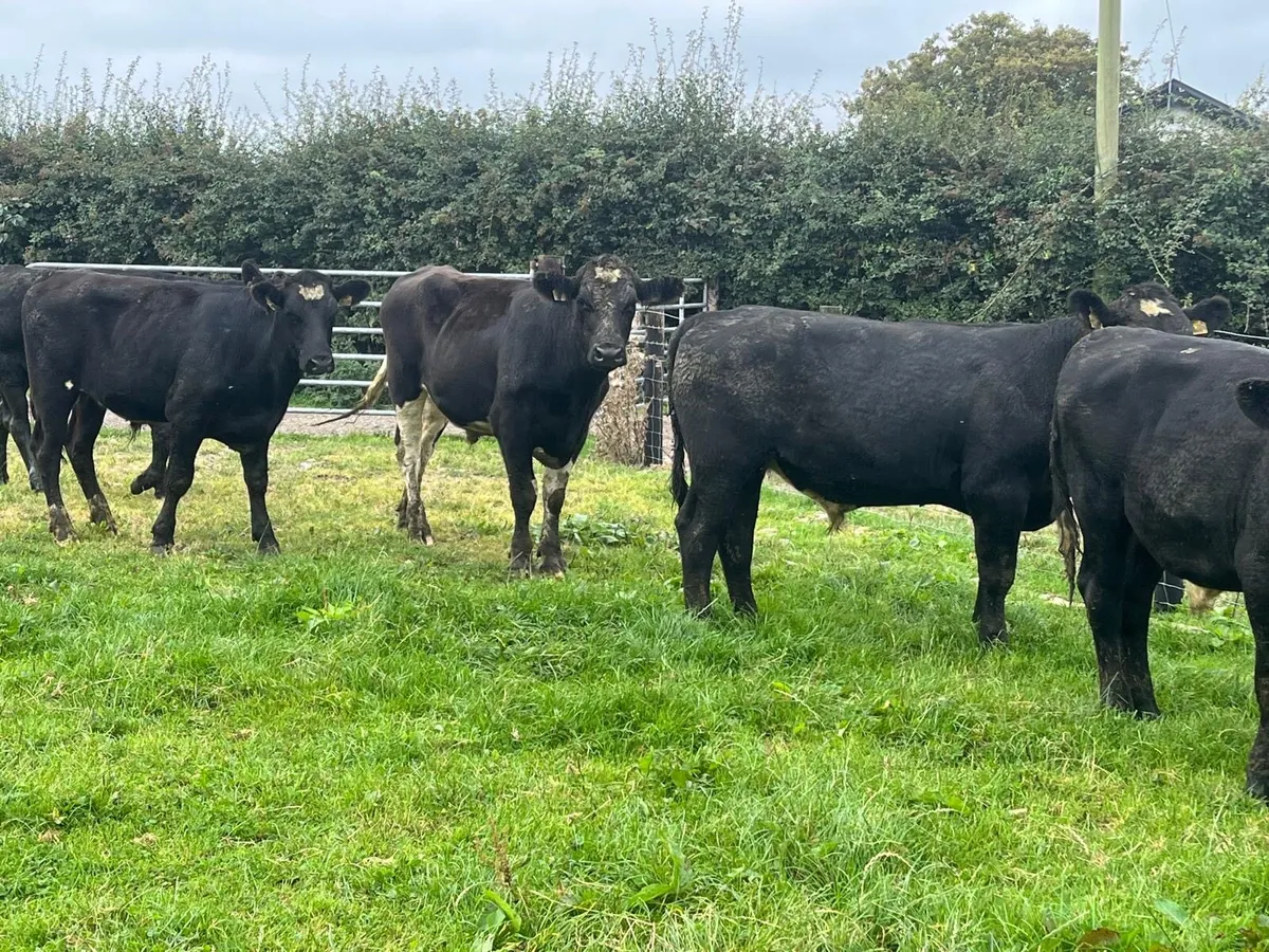 6 super 420 kg Angus bullocks - Image 1