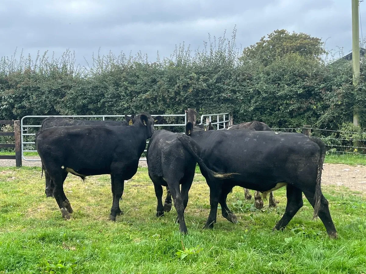 6 super 420 kg Angus bullocks - Image 2