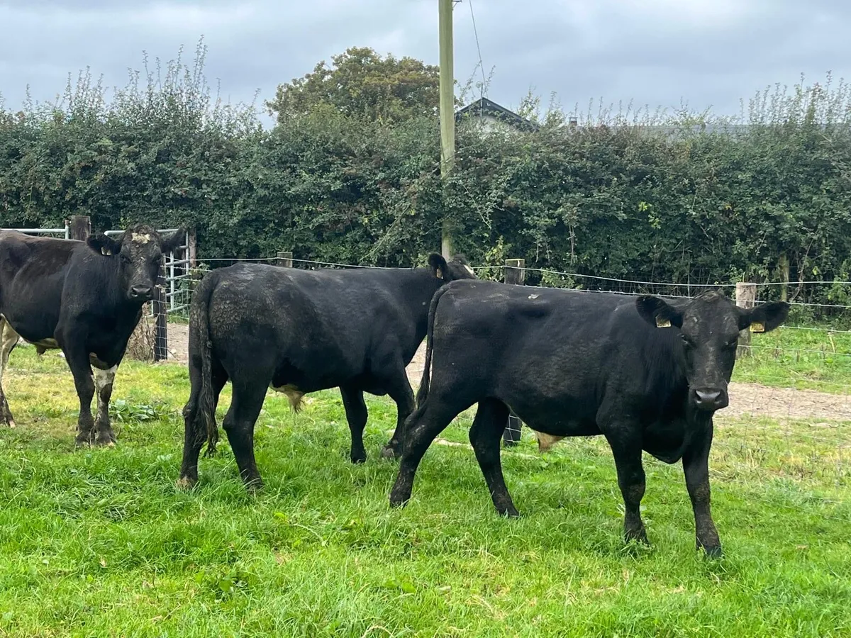 6 super 420 kg Angus bullocks - Image 3