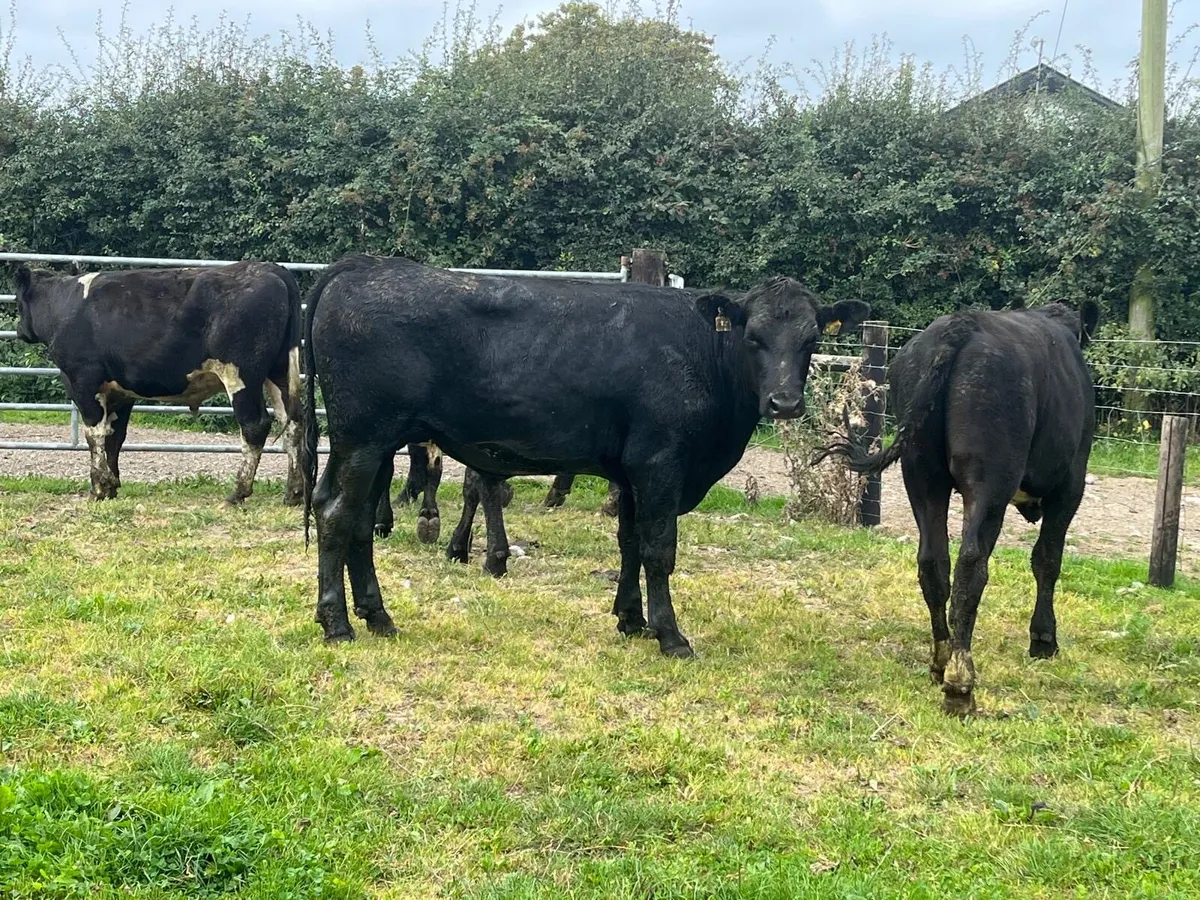 6 super 420 kg Angus bullocks - Image 4