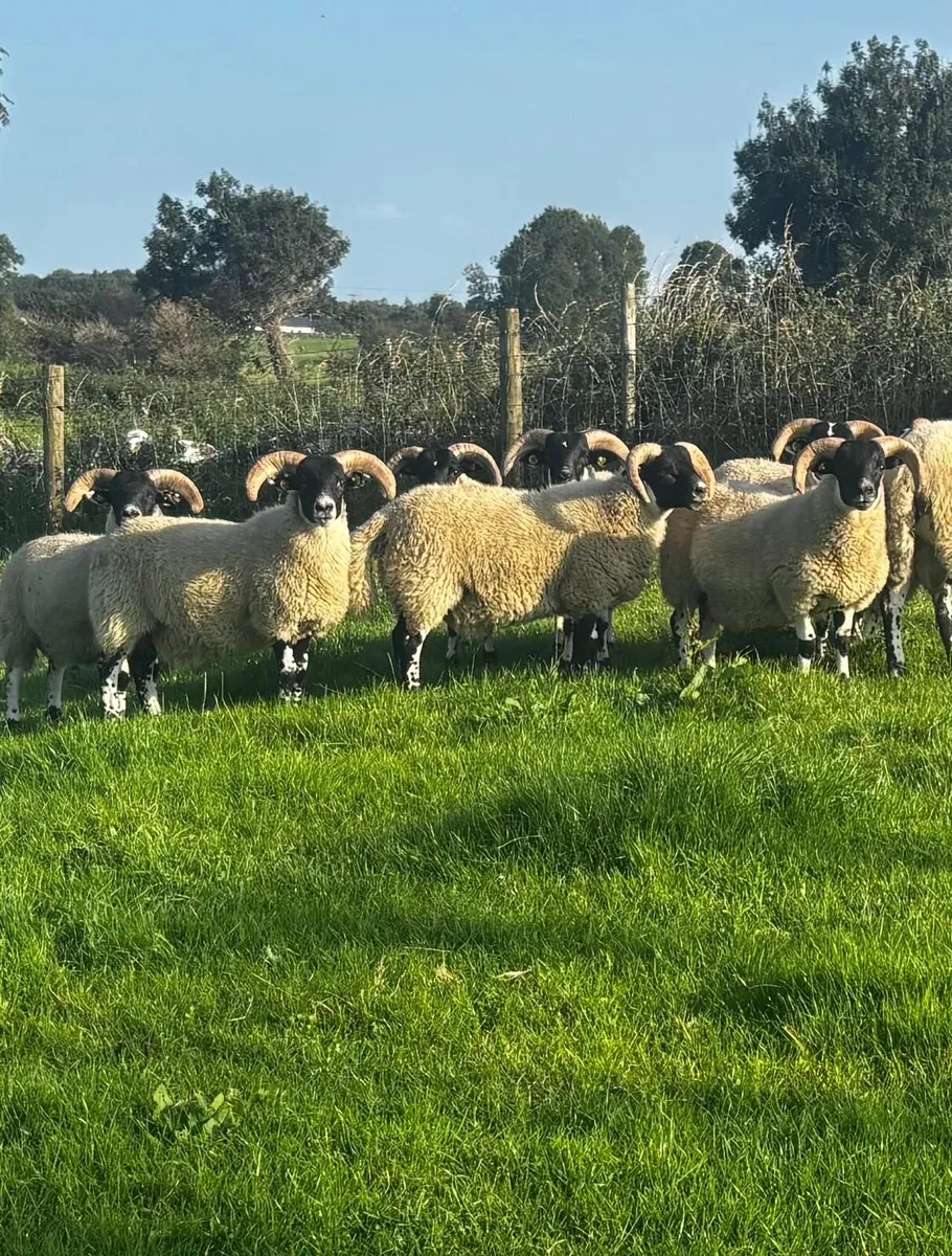 SIS Hill Lanark Rams - Image 1