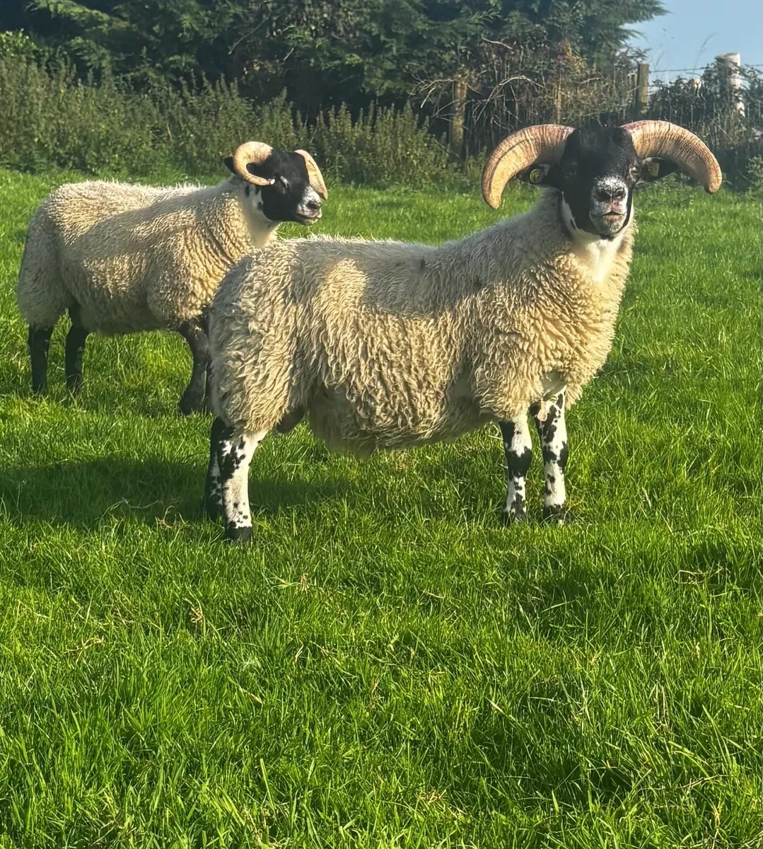 SIS Hill Lanark Rams - Image 2