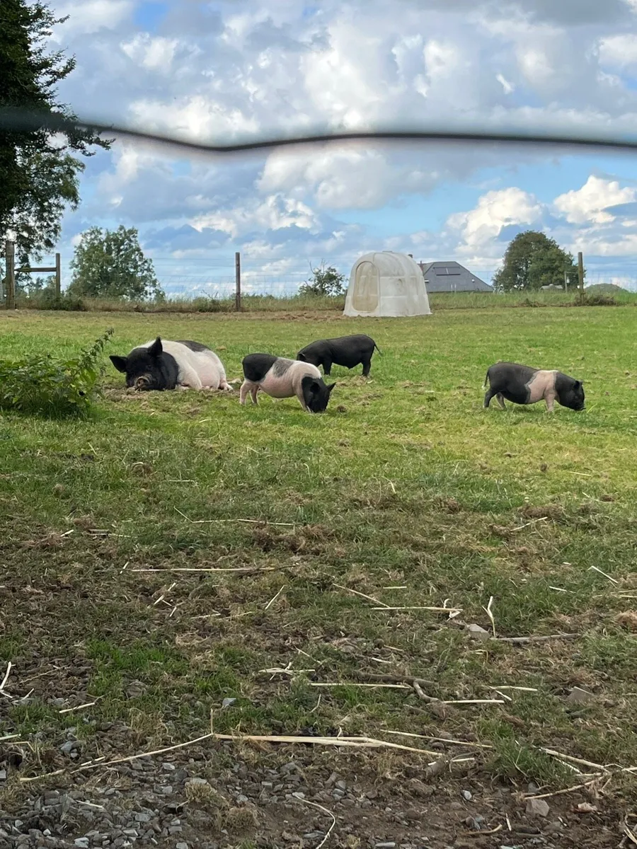 Micro pigs for sale - Image 1