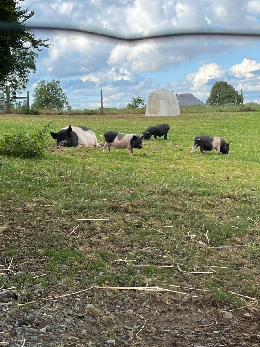 Micro pigs for sale - Image 2