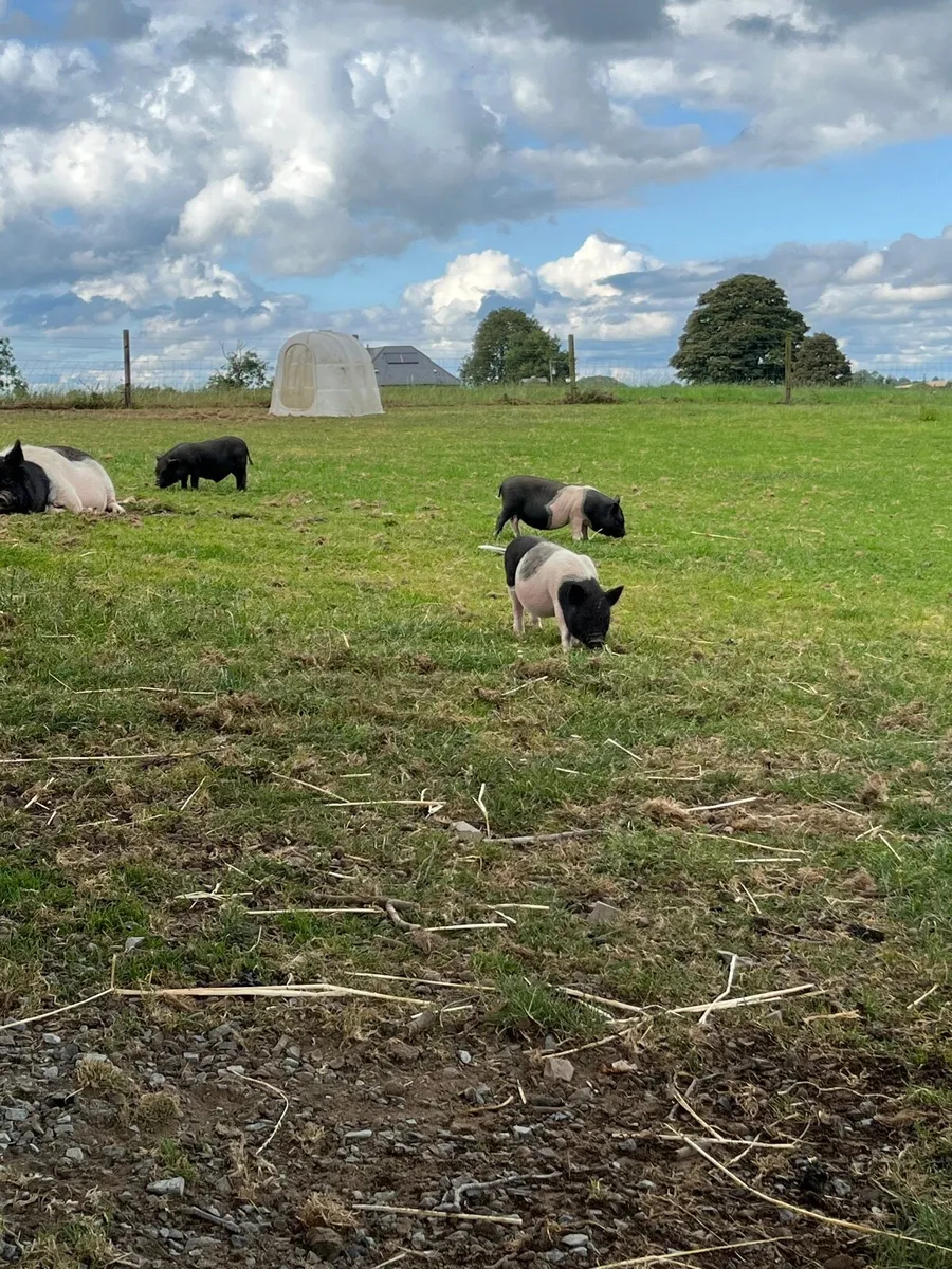 Micro pigs for sale - Image 4