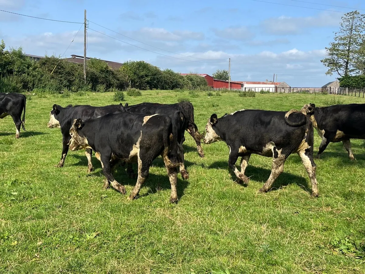 12 super  430 kg Hereford Heifers - Image 1