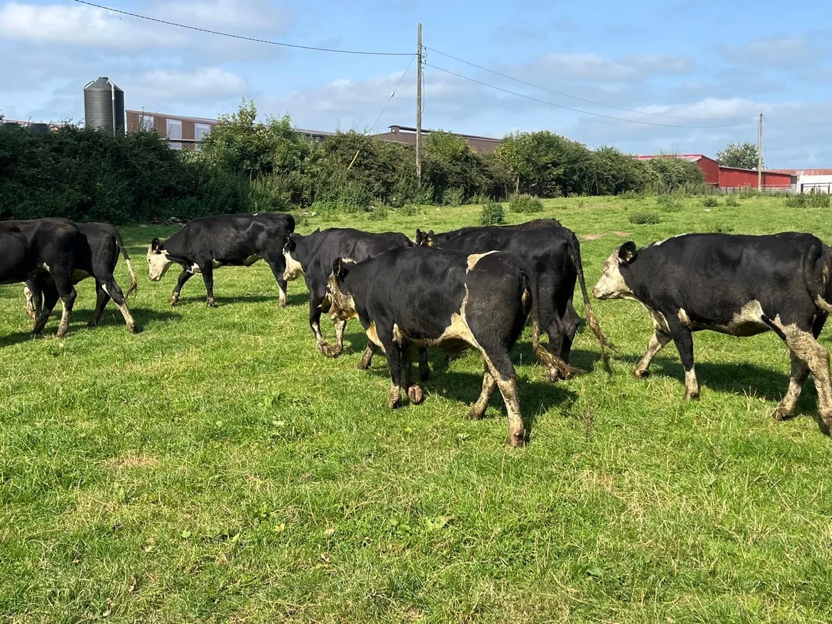 12 super  430 kg Hereford Heifers - Image 2