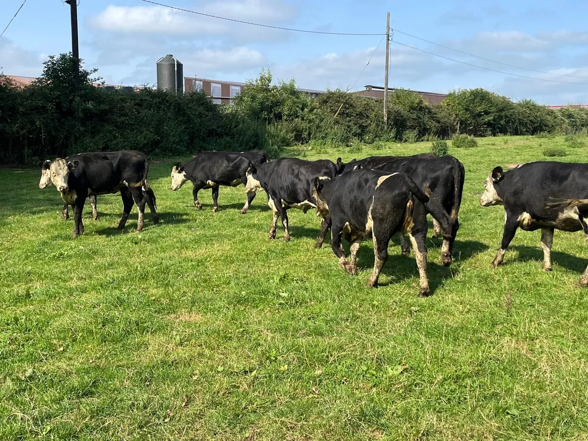 12 super  430 kg Hereford Heifers - Image 3