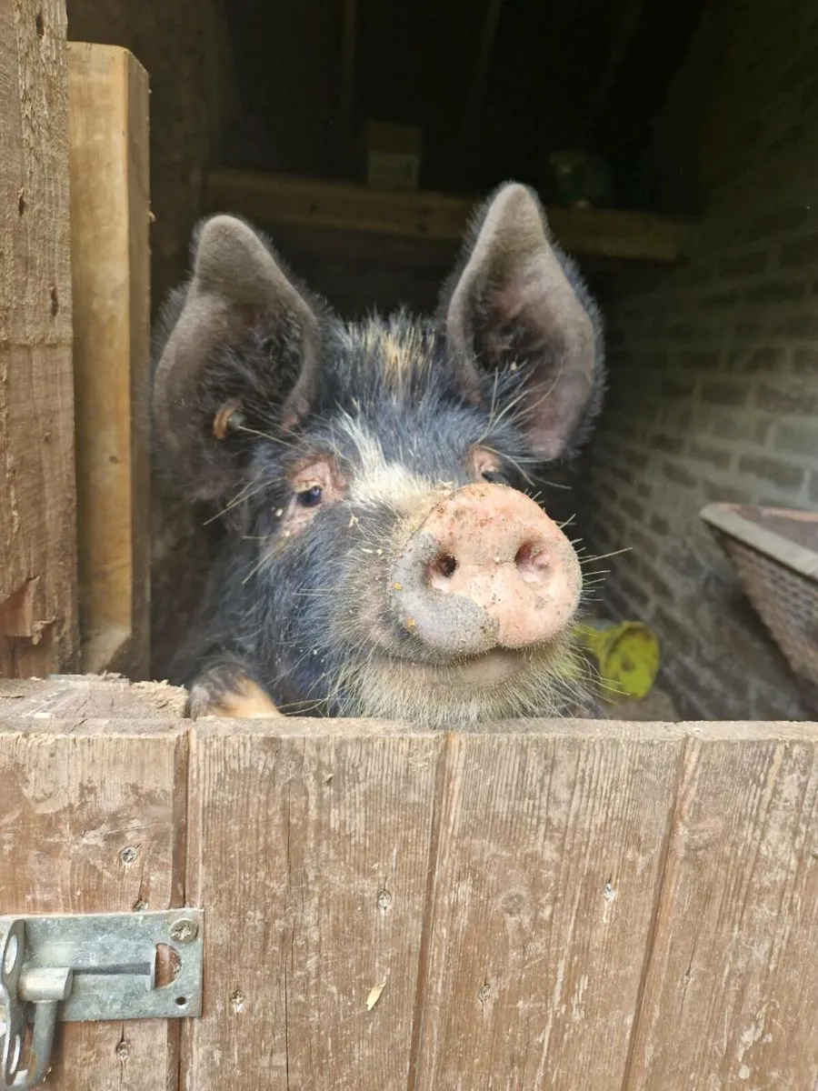 Pet pig berkshire gilt very friendly - Image 3
