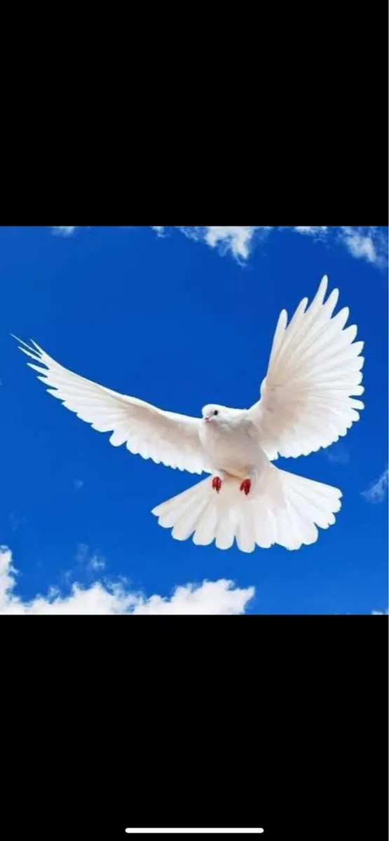 Dove release - Image 1